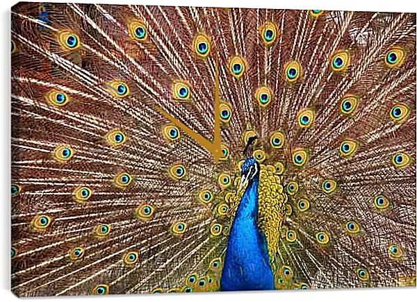 Часы картина - Павлин с распущенным хвостом