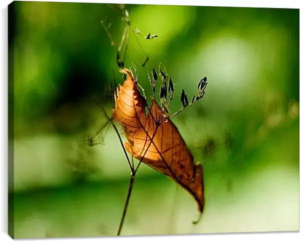 Постер на подрамнике - Осень