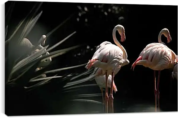 Постер на подрамнике - Несколько фламинго