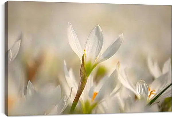 Постер на подрамнике - Весна