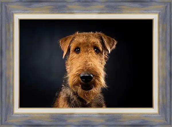 Картина в раме - Эрдельтерьер
