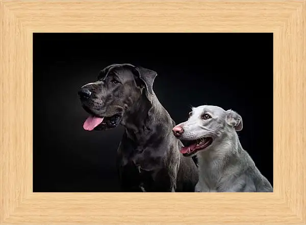 Картина в раме - Две собаки