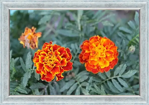 Картина в раме - Бархотки