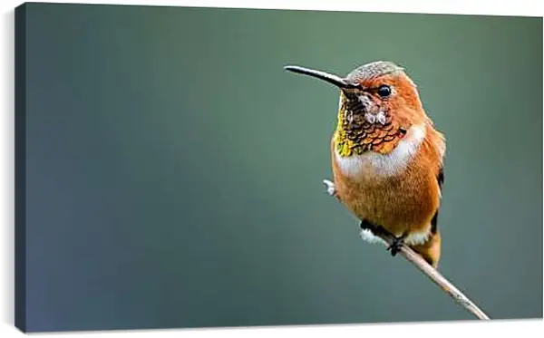 Постер на подрамнике - Колибри