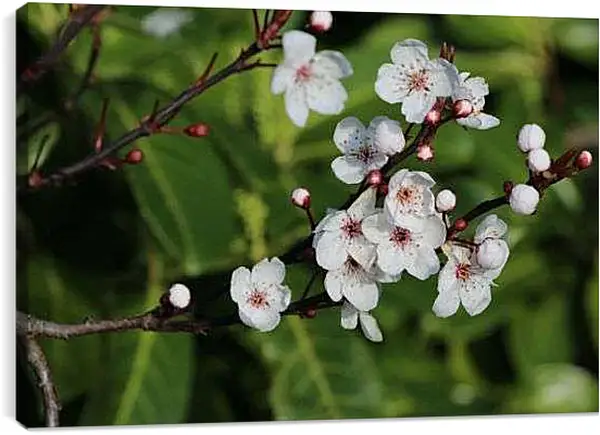 Постер на подрамнике - Яблоневая ветка