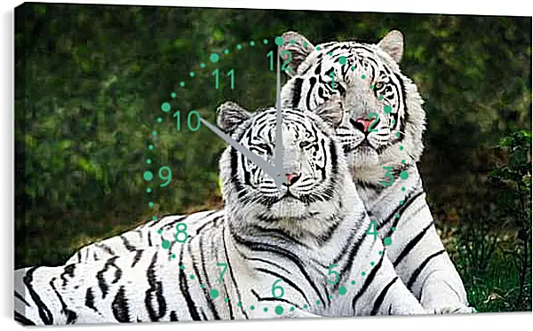 Часы картина - Белые тигры. Природа. Животные