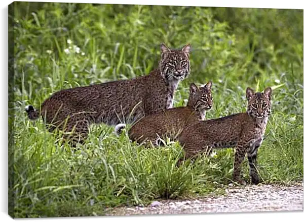 Постер на подрамнике - Рыси