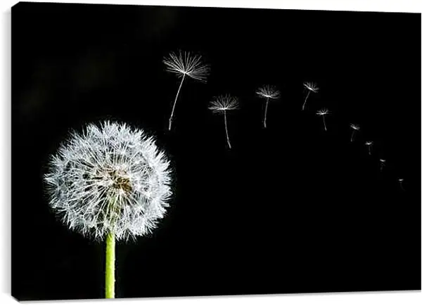 Постер на подрамнике - Белый одуванчик на чёрном фоне