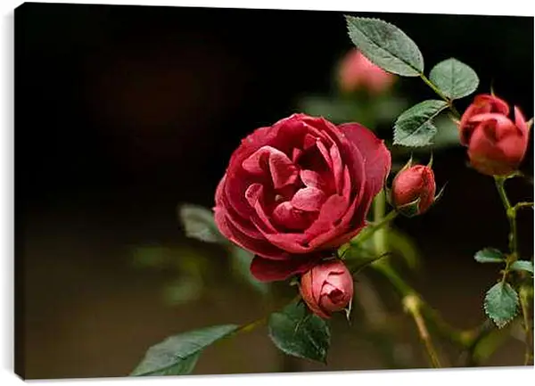 Постер на подрамнике - Розы