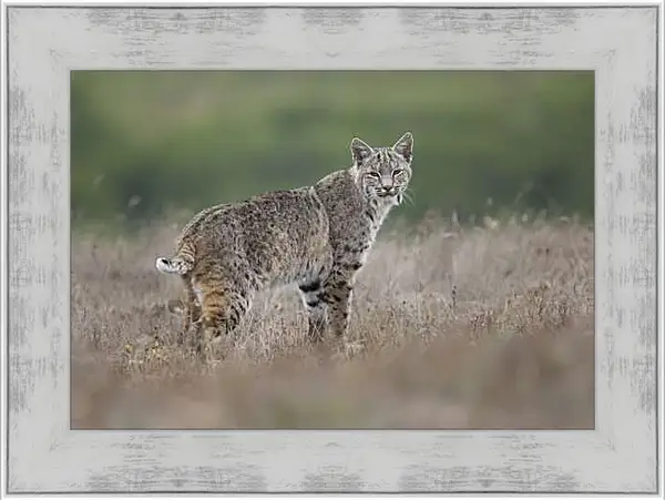 Картина в раме - Рысь