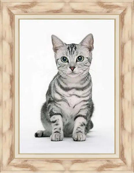 Картина в раме - Глазастый кот