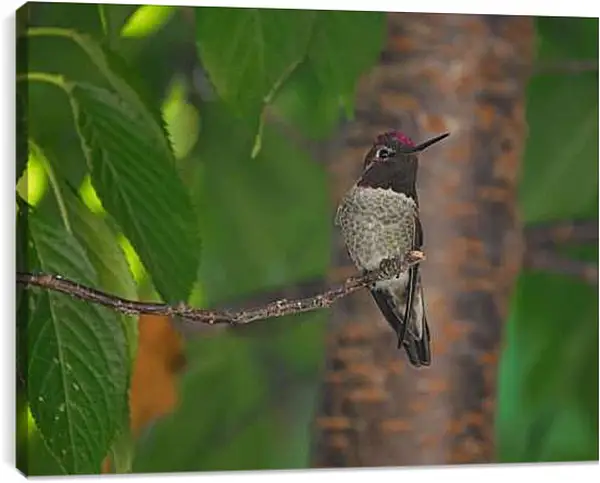 Постер на подрамнике - Колибри