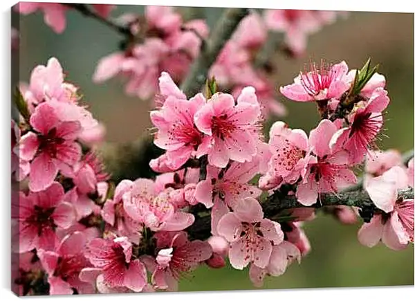 Постер на подрамнике - Розовые цветы яблони