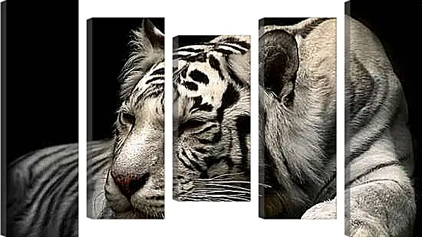 Модульная картина - Белый тигр. Животные