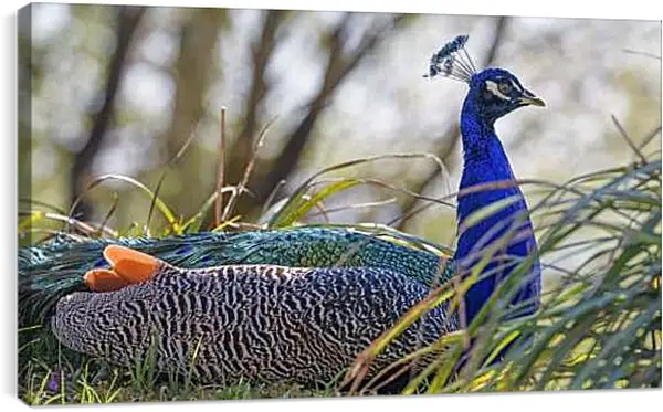 Постер на подрамнике - Павлин в зелёной траве