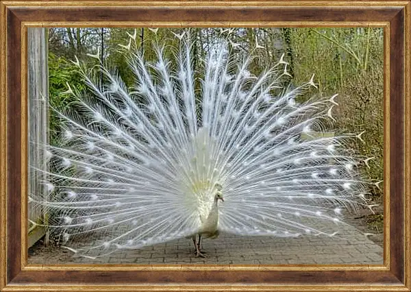 Картина в раме - Белый павлин с распущенным хвостом