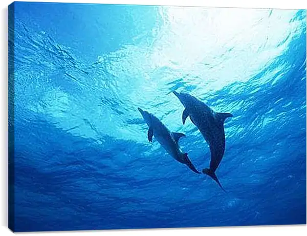 Постер на подрамнике - Дельфины