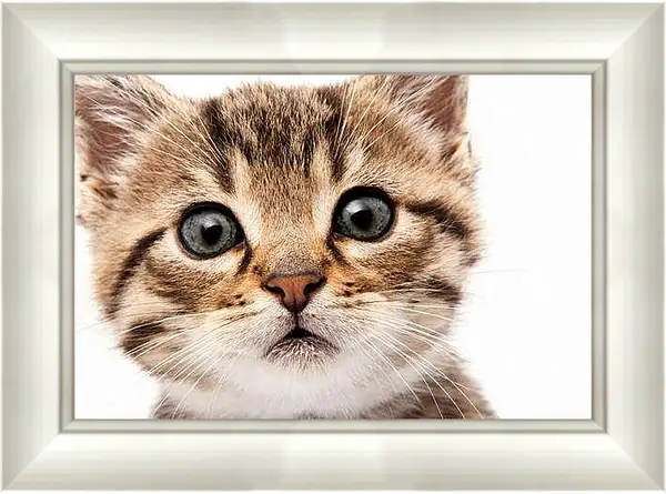 Картина в раме - Котенок