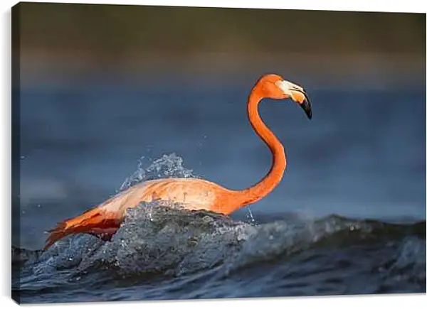 Постер на подрамнике - Фламинго в воде