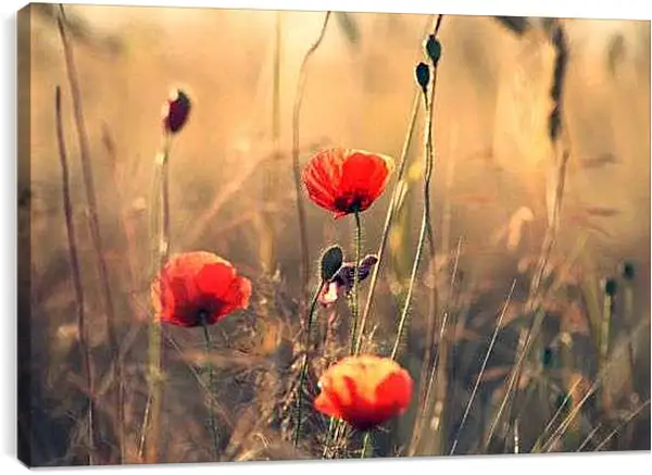 Постер на подрамнике - Три мака