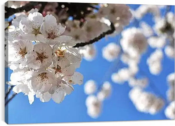 Постер на подрамнике - Сакура