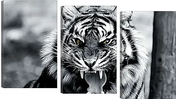 Модульная картина - Белый тигр. Животные. Большая кошка