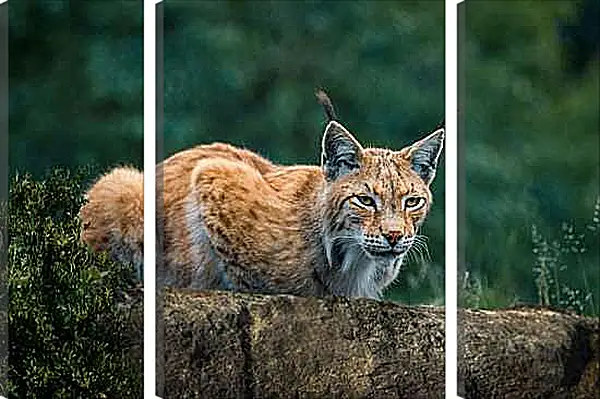 Модульная картина - Рысь