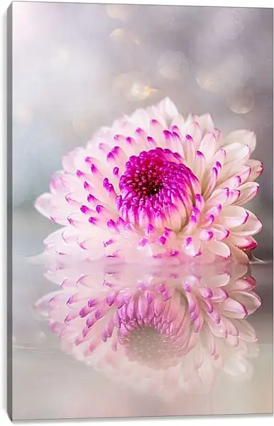 Постер на подрамнике - Хризантема