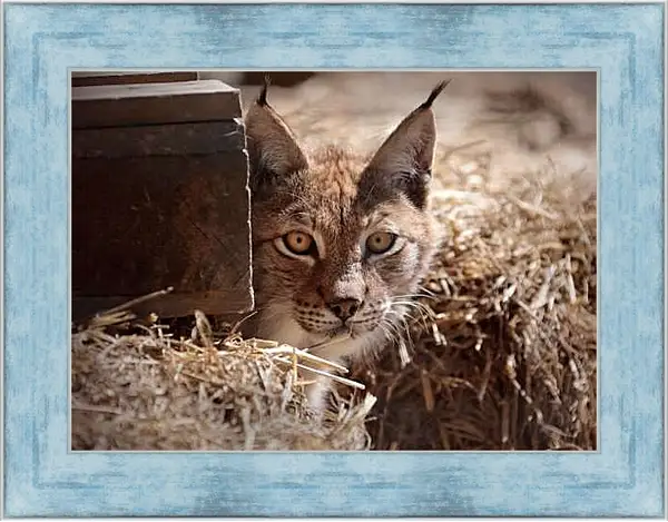 Картина в раме - Рысь