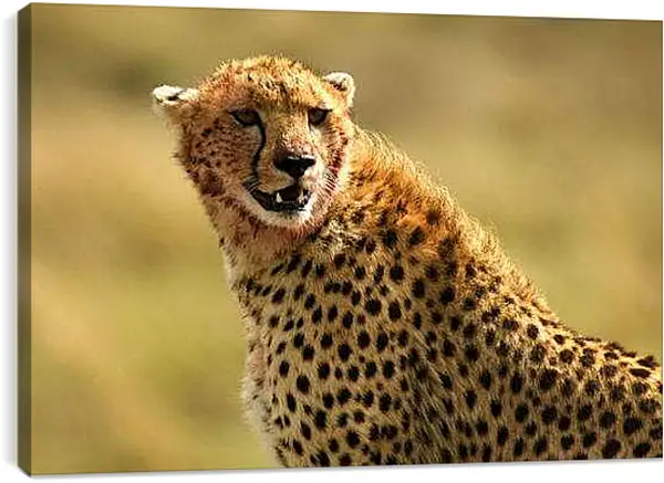 Постер на подрамнике - Гепард