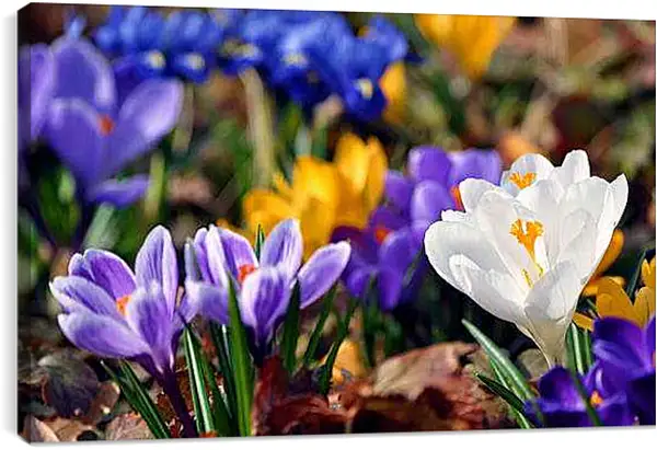 Постер на подрамнике - Весна