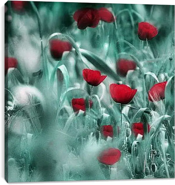 Постер на подрамнике - Маки