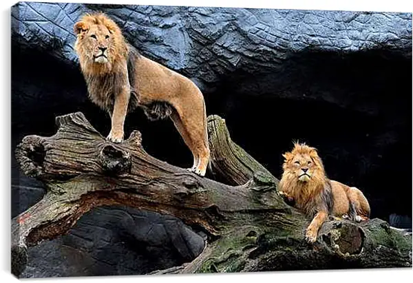 Постер на подрамнике - Львы