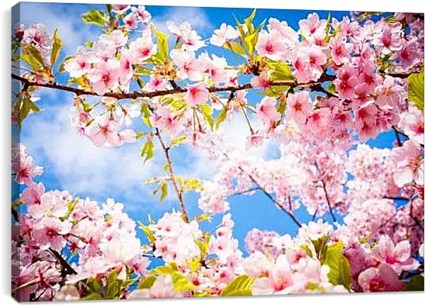 Постер на подрамнике - Сакура