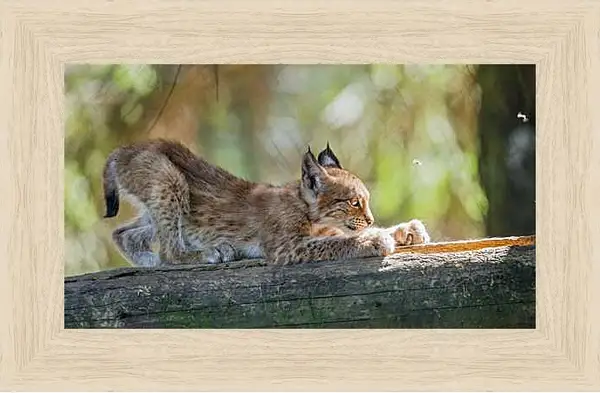 Картина в раме - Рысь