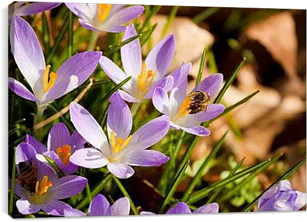 Постер на подрамнике - Крокусы