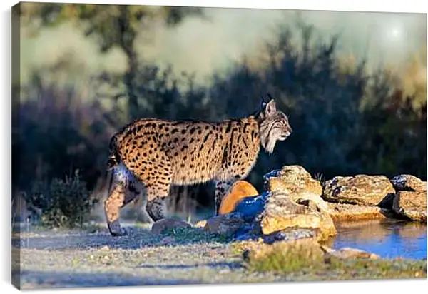 Постер на подрамнике - Рысь