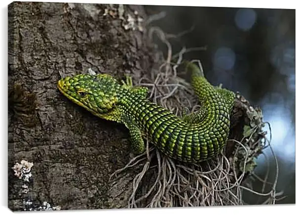 Постер на подрамнике - Рептилии