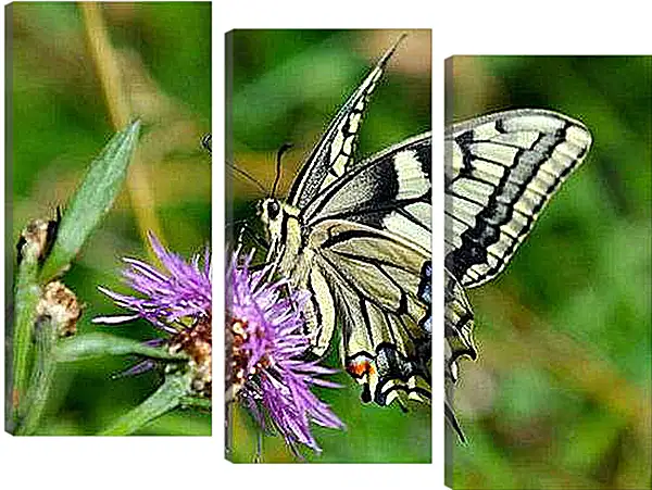 Модульная картина - Negnost - Нежность