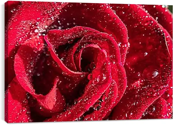 Постер на подрамнике - Роза