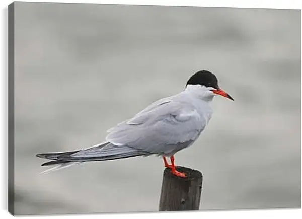 Постер на подрамнике - Чайка