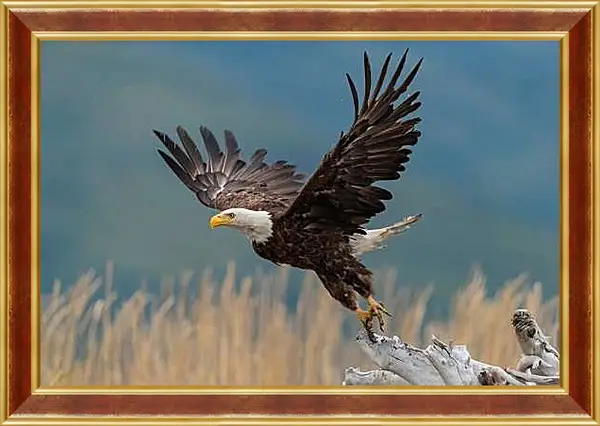 Картина в раме - Орёл на взлёте