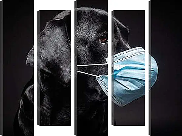Модульная картина - Дог в медицинской маске