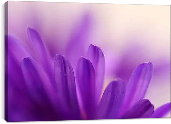 Постер на подрамнике - Лепестки цветка