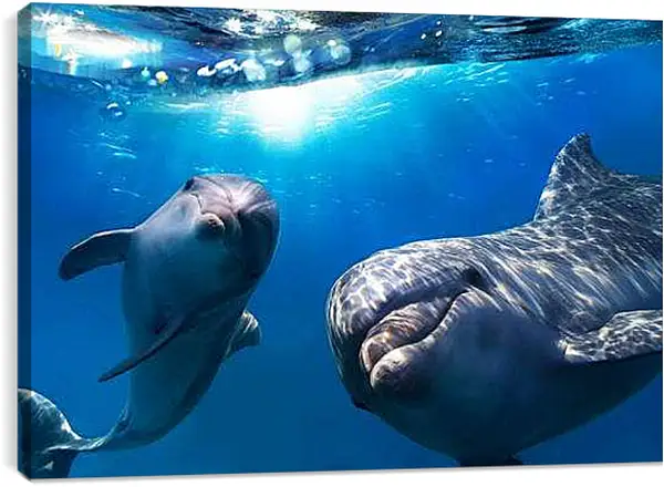 Постер на подрамнике - Дельфины