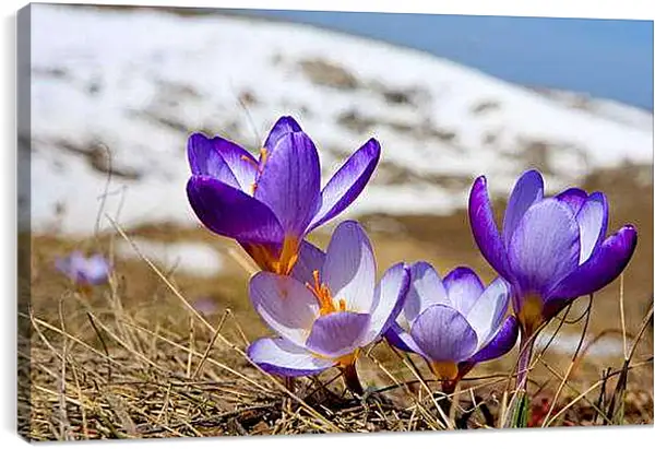 Постер на подрамнике - Весна