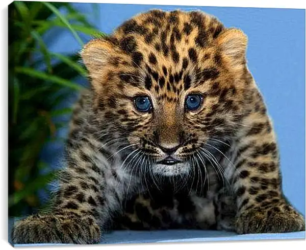 Постер на подрамнике - Детеныш леопарда