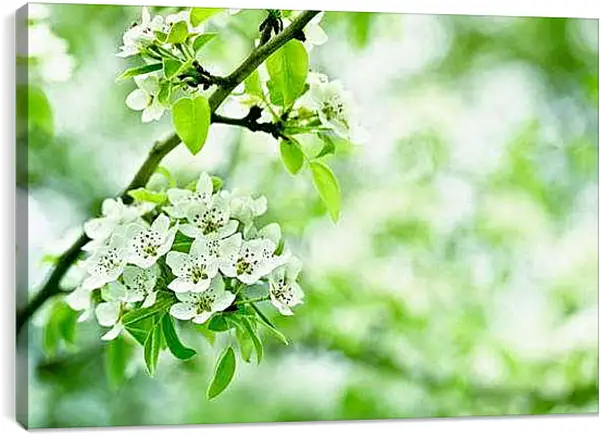 Постер на подрамнике - Деревья в цвету