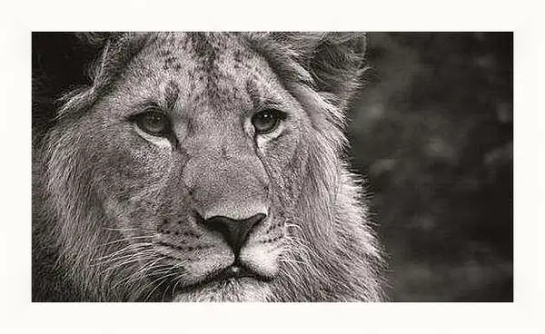 Картина в раме - leon - лев