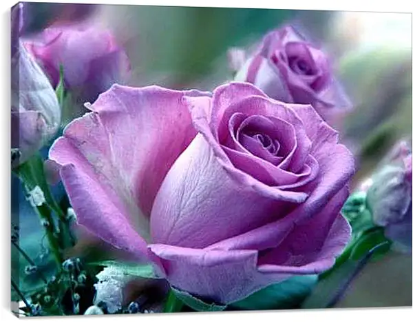 Постер на подрамнике - Сиреневая роза